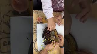 MAKAN BELANGKAS BAKAR belangkasbakar pantairemis kualaselangor [upl. by Yllier]