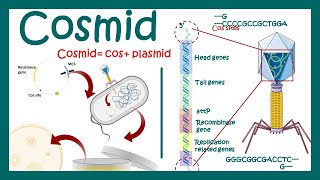 Cosmids  What are cosmid vectors  What is the difference between plasmid and cosmid [upl. by Erickson422]