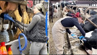 Farm Girl Life 24 Hours of Milking Hoof Trimming amp Calf Care 🐄💥 [upl. by Lauraine]