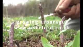 How asparagus grows  a timelapse video [upl. by Nnil436]