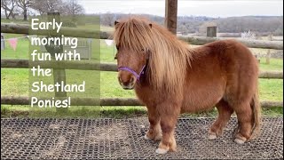 Early morning fun with the Shetland Ponies TV Episode 433 [upl. by Popper]