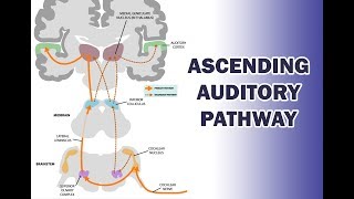 ASCENDING AUDITORY PATHWAY [upl. by Starkey]