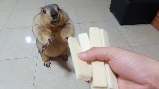 marmot gets to chew sponge cake for the first time [upl. by Collis]