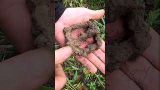 Metal Detecting Huge Buckle 1800 Silver Coins Relics Toys Farm Western NY metaldetecting shorts [upl. by Daisy]