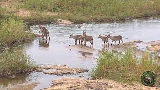 Waterbuck Family Crosses The Olifants River [upl. by Edmanda]