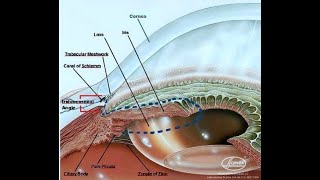 anatomie de lœil facile à apprendre [upl. by Annehsat]