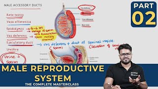 Mastering MALE REPRODUCTIVE SYSTEM  Human Reproduction  CLASS 02 [upl. by Iru]