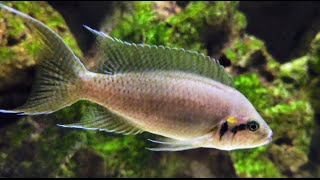 Beautiful Fairy Cichlids  Neolamprologus Brichardi  Tanganyika Africa [upl. by Bald568]