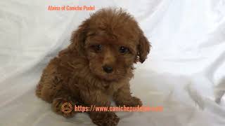 Alaina of Caniche Pudel an Red Poodle puppy 9 weeks old [upl. by Etnovad289]