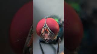 Plastic bags filled with coins make flies very angry [upl. by Wendie]