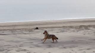 Coyote spotted on Nauset Beach in Orleans Cape Cod [upl. by Sami800]