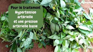 Médecine africaine pour le traitement Hypertension artérielle et une pression artérielle basse [upl. by Mohr]