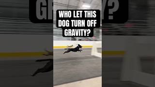 Who let the 4th dog turn off gravity [upl. by Aneehsak]