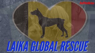 Laika Global Rescue an Interview with Ann Holvoet [upl. by Ayor78]