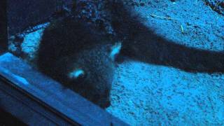 Baby Bearcat Binturong 1st Time Out  Cincinnati Zoo [upl. by Arok29]