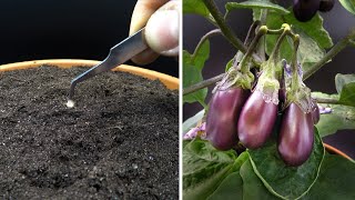 Growing Baby Eggplant Time Lapse  Seed To Fruit In 87 Days [upl. by Lonnard]