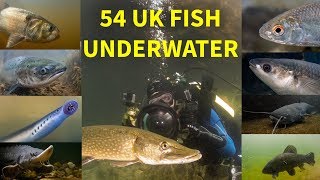 Every UK Freshwater Fish Filmed Underwater [upl. by Signe]