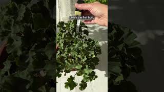 I prune geraniums before winter using the max 20 method [upl. by Callery772]