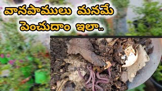 earthworm homegardening garden uses of earthworm for garden [upl. by Ahsiekyt]