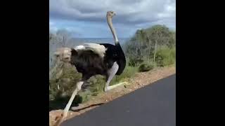 ostrich running trendingostrichruningshortsvideofun5stars [upl. by Jeannie]