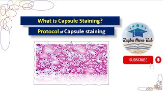 Capsule staining  Bacterial capsule staining  Capsule staining procedure microbiologylaboratory [upl. by Boleyn]