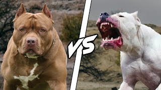 PITBULL VS DOGO ARGENTINO  WHO IS MOST DANGEROUS  HINDI  DOGS BIOGRAPHY [upl. by Balkin]