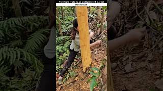 Tree bark trade is an undiscovered market shortsvideo [upl. by Jimmy]