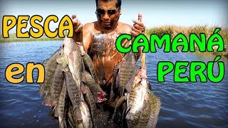 Pesca de TILAPIAS en CAMANÁ  PERÚ [upl. by Marzi]