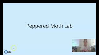 Peppered Moth Lab [upl. by Eesac]