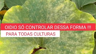 Oidio só controlar dessa forma muitas dicas [upl. by Urbain]