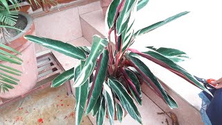 Prayer Plant  Maranta Tricolor Plant Care  How to Grow and Care Maranta  Prayer Plant [upl. by Olcott]