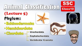 Animal Classification Lecture 5  Echinodermata Hemichordata chordata  Class 10 SSC  state board [upl. by Alegnat]