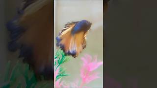 fishbowl bettafishlove fish fishvideo bettausa fishtank [upl. by Nevets]