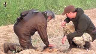 Euston Roe Deer and Muntjac hunt [upl. by Assyram]