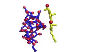 Hydroxypropyl Beta Cyclodextrin Complexes with 7KC [upl. by Ellivro686]