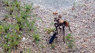 Tarantula Hawk vs Tarantula [upl. by Mckale]