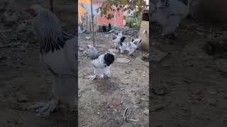 chicken wyandotte brahma kumes osmanlısultanı wheaten birds backyardchickens tavuk [upl. by Gaylor]