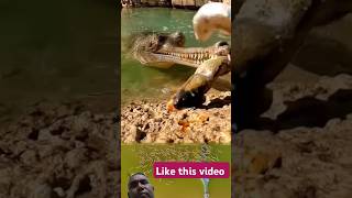 Elegater التمساح gharial السنوريات wildanimalshunting snakebite wildanimalhunting snakepoison [upl. by Ajile]