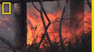 Giant Sequoias Need Fire  National Geographic [upl. by Leciram]