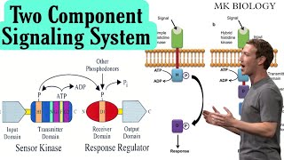 Bacterial two component signaling system  two component system in bacteria [upl. by Arytal]