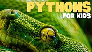 Pythons for Kids  Learn all about these giant serpents [upl. by Lerual990]