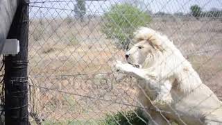 Bengal Tiger fighting White Lion [upl. by Appolonia]