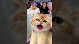 SI TE GUSTAN LOS GATOS NO PODRÁS DEJAR DE VER ESTE VIDEO tobbalgamesrelevantes [upl. by Blau]