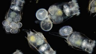 How to Culture Rotifers [upl. by Adelric]