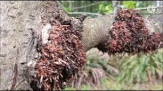 Why You Should Select Burrknot Free Rootstock [upl. by Eldreda]