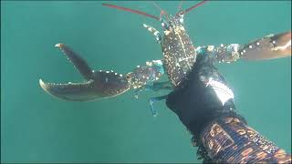 chasse sous marine Bretagne sud🦞🦞🐟🐟🦀🦑 [upl. by Leval315]