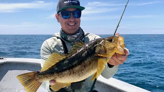 Muchos Calicos  CEDROS ISLAND FISHING  Day 13 [upl. by Rudyard]