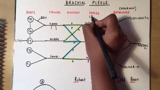 BRACHIAL PLEXUS made ridiculously simple part 1 DrawWithMe [upl. by Hanni864]