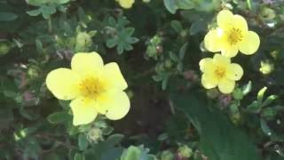 Shrubby Cinquefoil FiveFingers Dasiphora fruticosa cinquefoil dasiphora fruticosa gardening [upl. by Enelear]