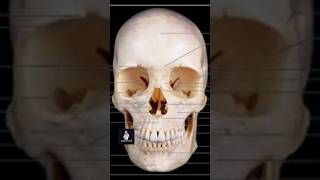 Over view of human skull [upl. by Dihahs]